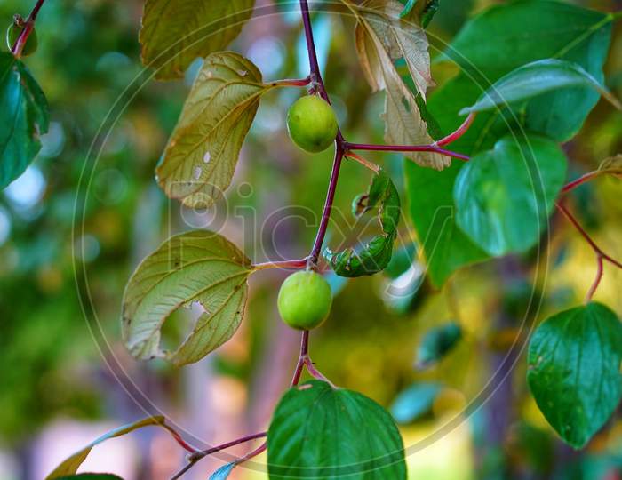 Green Background Of Branches Of Jujube Or Jujube Real, Chinese Date. Healthy Source Of Green Leaves Ber And Shrub.