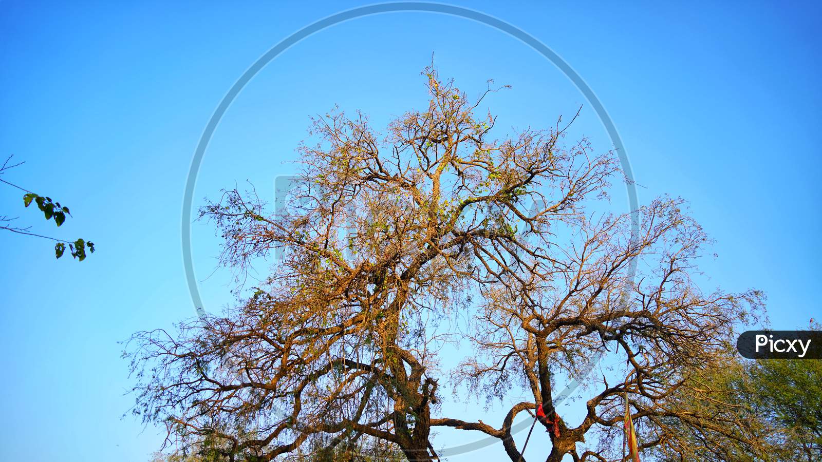 Scary Tree View With Naked Leaves. Big Branches Of Tree Closeup Shot With Blue Sky Nature Concept.