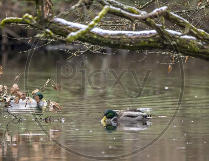A male mallard duck in a little pond called Jacobiweiher not far away from Frankfurt in Germany at a cold and day in winter.