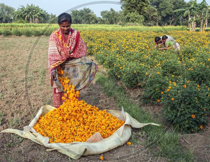 The woman is gathering marigold flowers.
