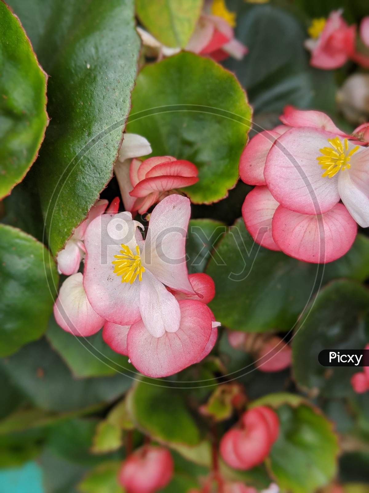 Begonia begonia. beautiful shades of light pink, pink and yellow flower.