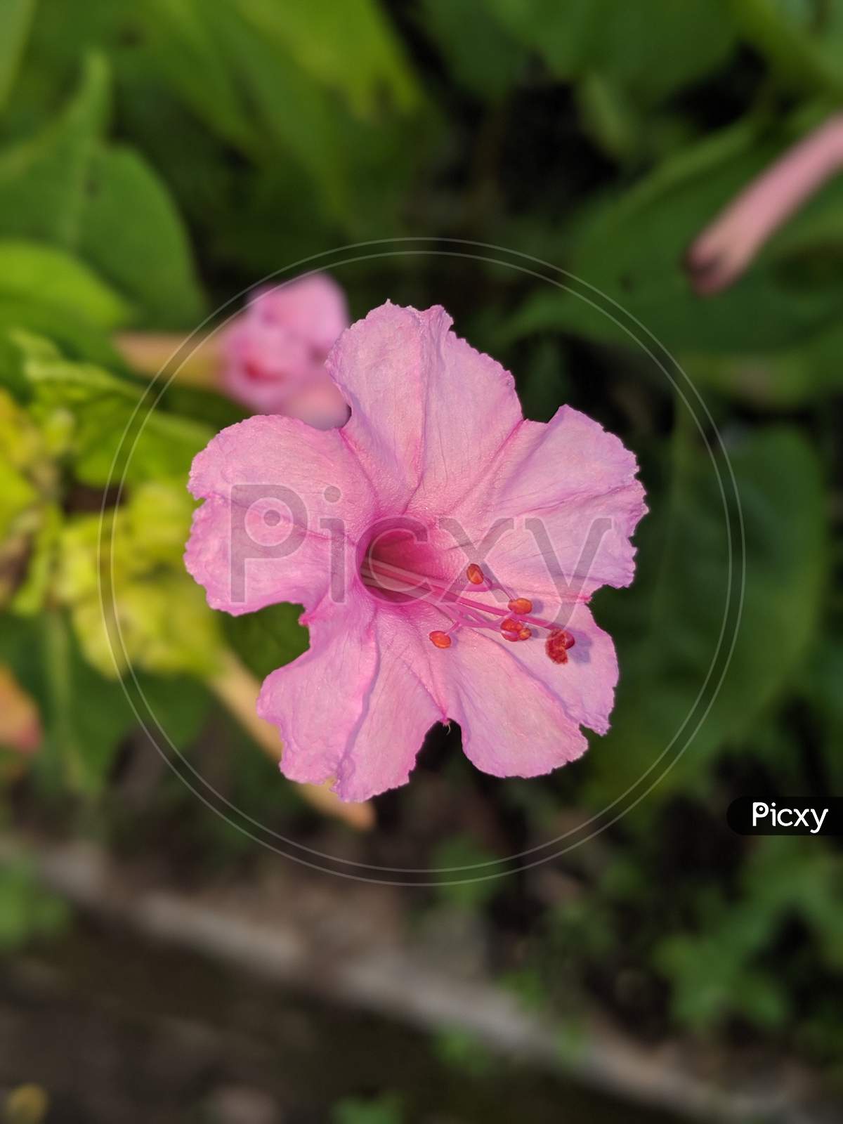 Botany.Pink flower.Annual flower plant.
