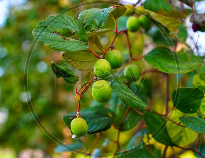 Ziziphus Mauritiana, Also Known As Indian Jujube, Indian Plum With Evergreen Leaves. Hanging Fruits On Tree With Green Growing Flowers.