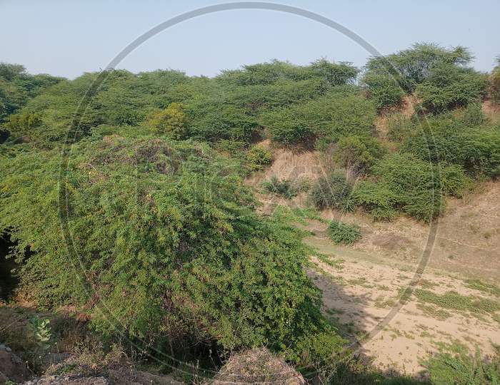 Rare plants via rajpipla narmada dt Guj