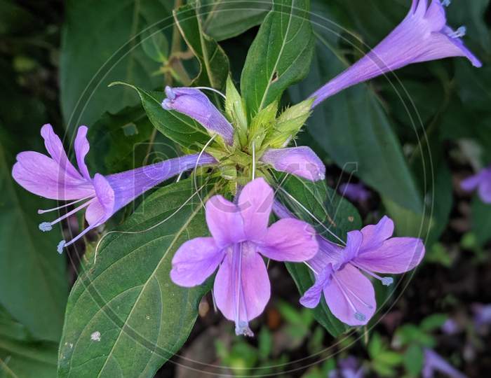 Purple wild flowers annual plant.
