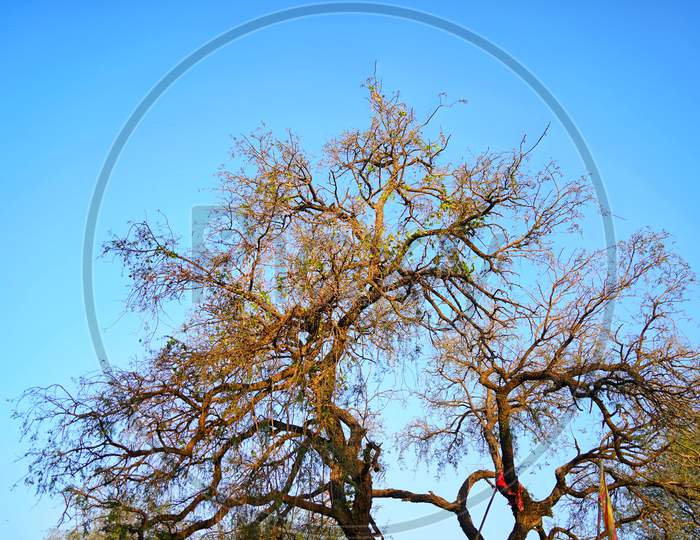 Scary Tree View With Naked Leaves. Big Branches Of Tree Closeup Shot With Blue Sky Nature Concept.