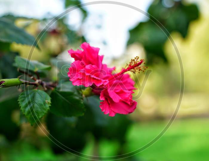 Fluorescent Flower Of Gudhal Or Red Hibiscus With Evergreen Leaves. Flowering Plant In Winter Season With Green Background.