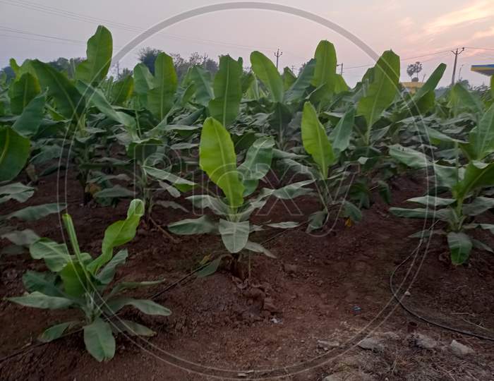 Banana seedlings rajpipla narmada Gujarat
