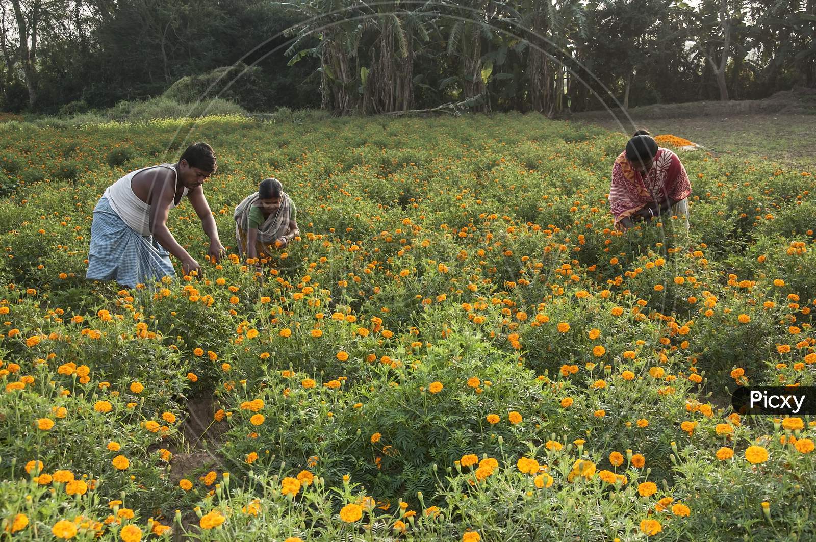 The growers of the marigold flowers are picking up flowers.
