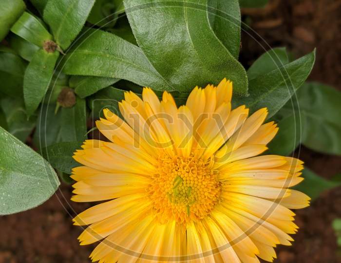 yellow flower.flowering plant.