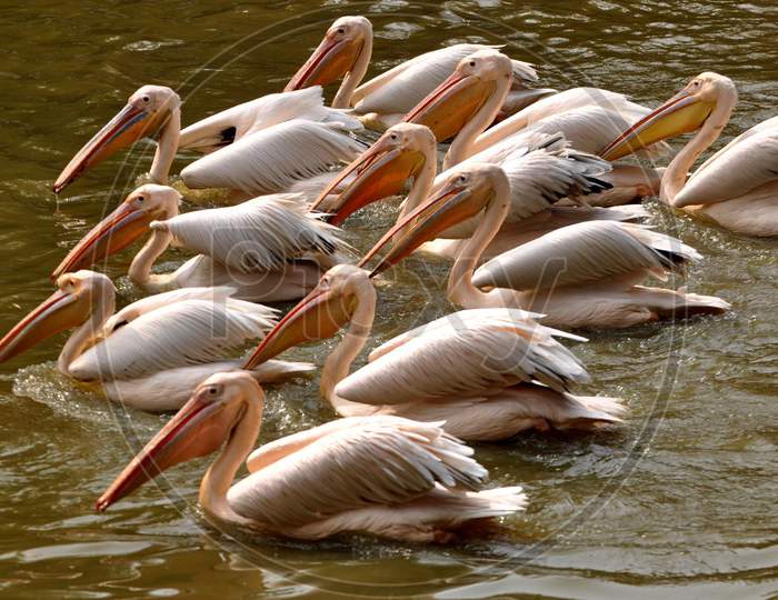 Rosy Pelicans swim in a pond inside an enclosure, at Assam State Zoo Cum Botanical Garden in Guwahati, Tuesday, Feb. 02, 2021.