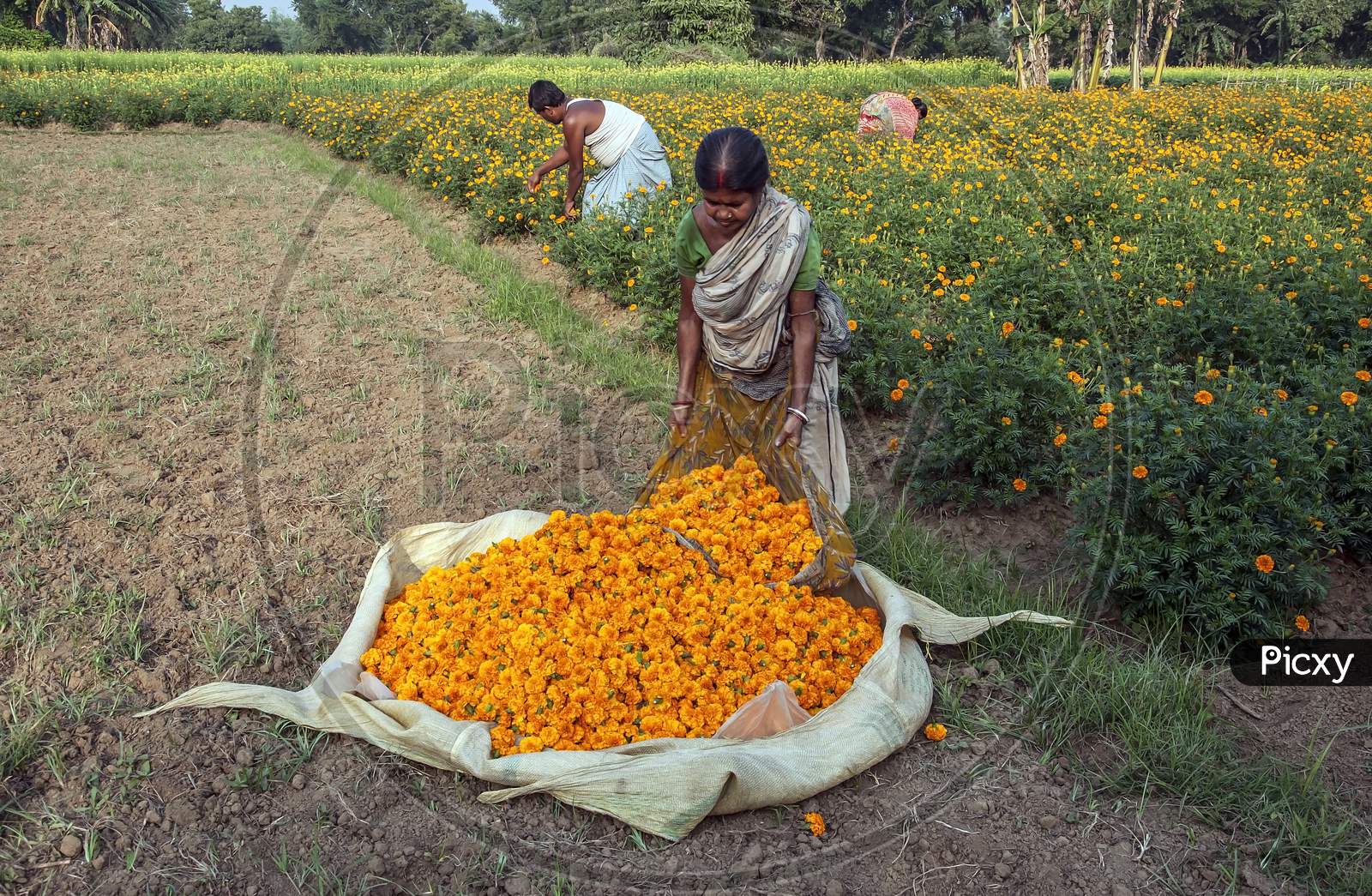 The woman is gathering marigold flowers.