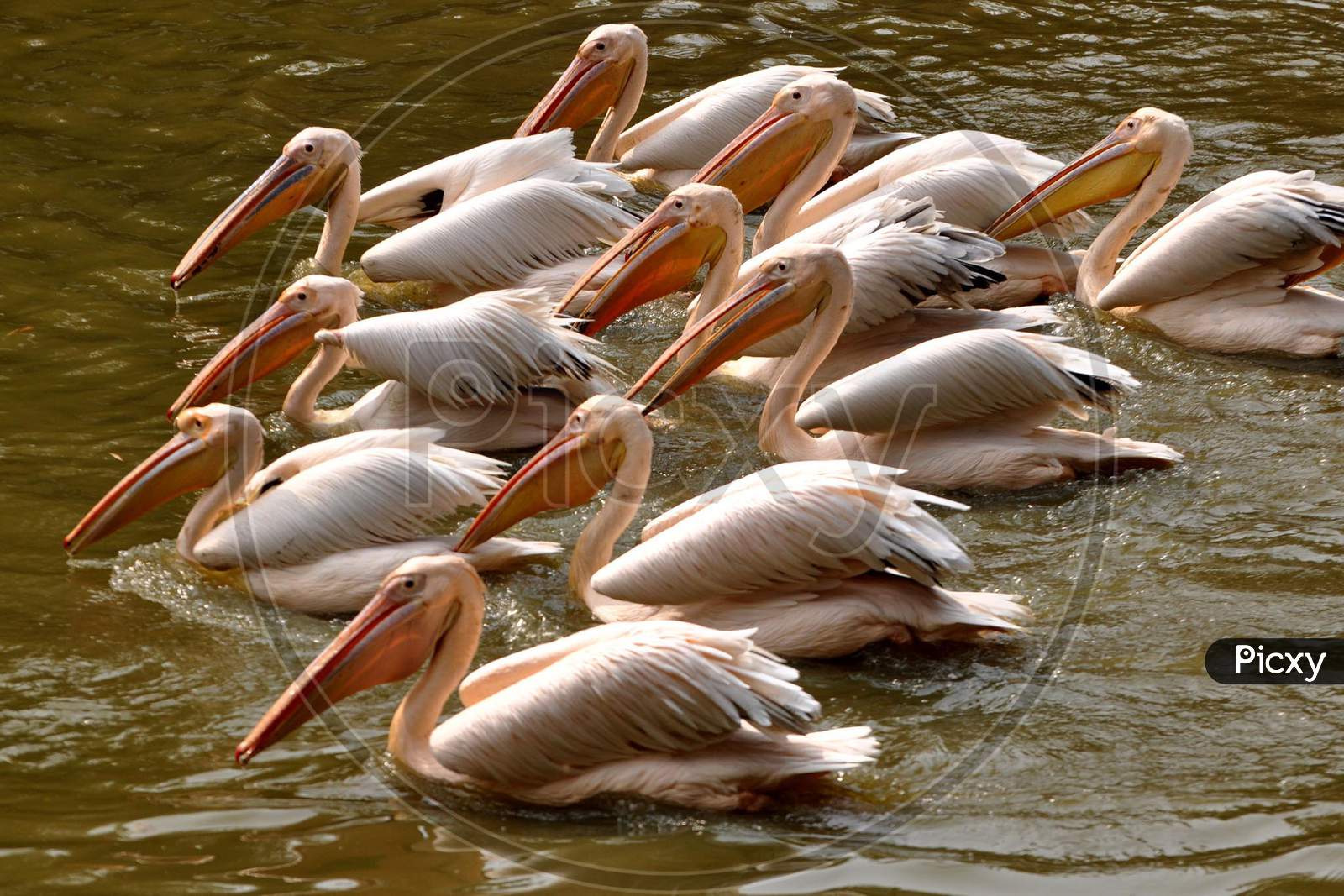 Rosy Pelicans swim in a pond inside an enclosure, at Assam State Zoo Cum Botanical Garden in Guwahati, Tuesday, Feb. 02, 2021.