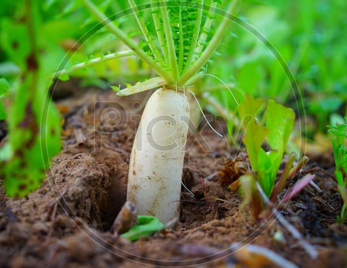 Ground Root Of White Daikon Or Mooli In Garden. Organic White Radish Plant With Green Leaves On Soil Ground.