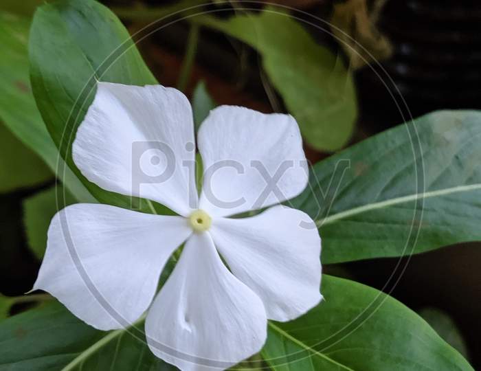 white periwinkle flower close up view.