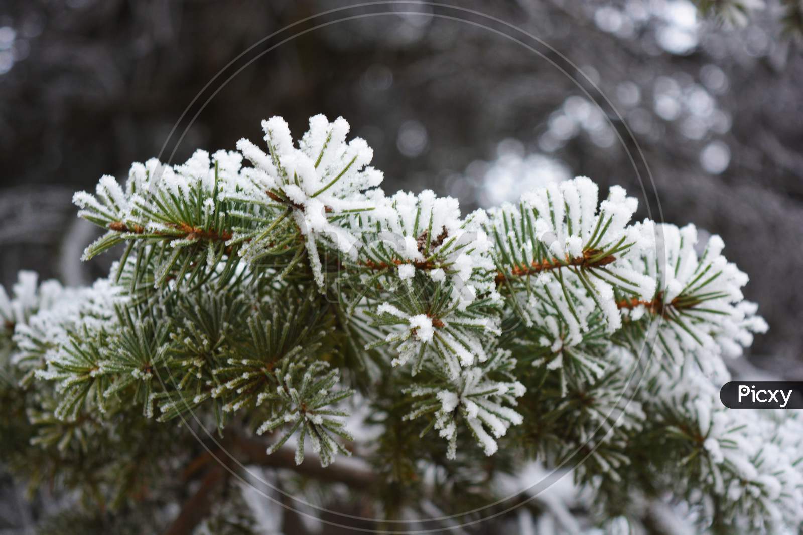 Green branches of a Christmas tree, spruce, pine under a layer of white snow covered with frost and snowflakes. Beautiful natural winter background with pleasant emotions.
