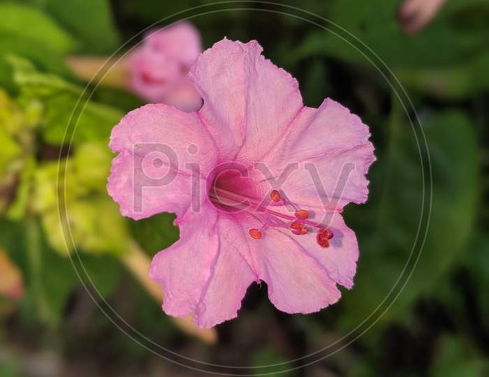 Botany.Pink flower.Annual flower plant.