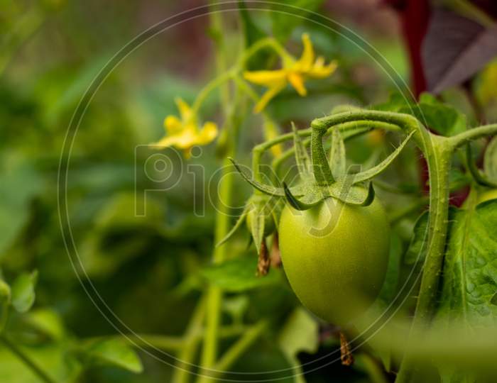 Tomato Tree Is A Fruit Tree That Produces The Tamarillo Or Juice