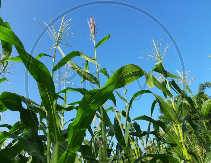 Corn Maize Agriculture Nature Field in blue sky background.