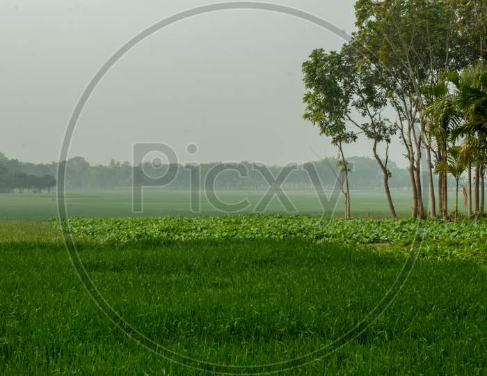 Crop Field And Foggy Weather In The Village Surrounded By Large Trees