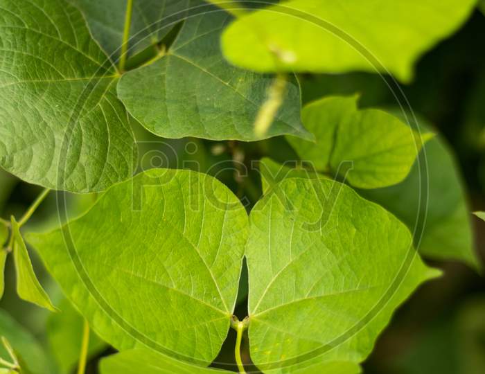 Green Beans Leaf Are The Unripe, Flower And Fruits