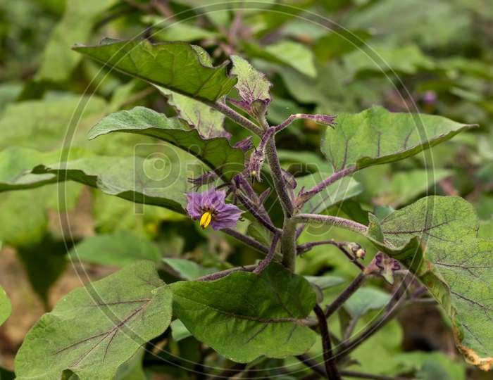 The Eggplant Or Brinjal Or Solanum Melongena Flower