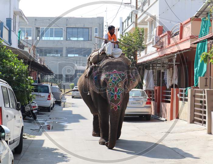 elephant roaming in indian street