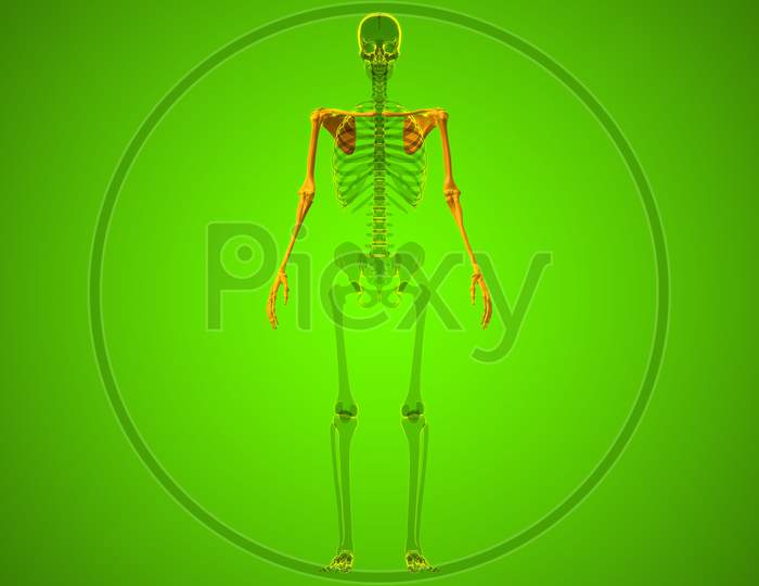 Human Skeleton Upper Limbs Anatomy 3D