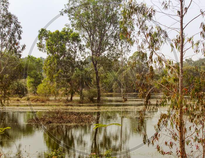 Scenic View Of The Wetland In Wilderness, Karnataka, India. Swamp Area In Reserve Forest