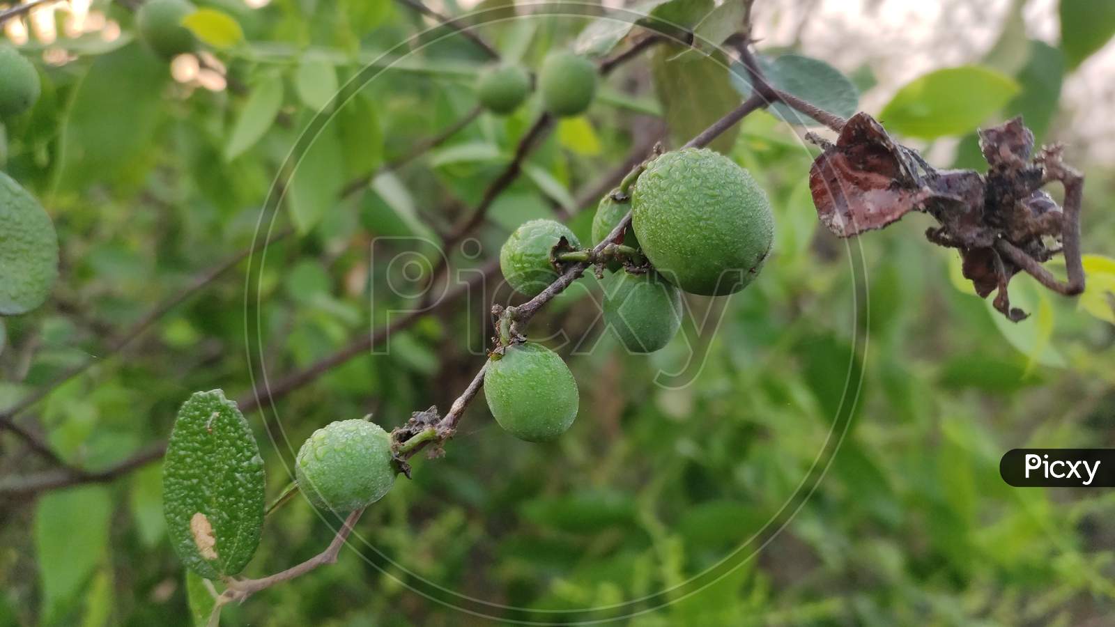 Green jujube fruits with water drops on them.