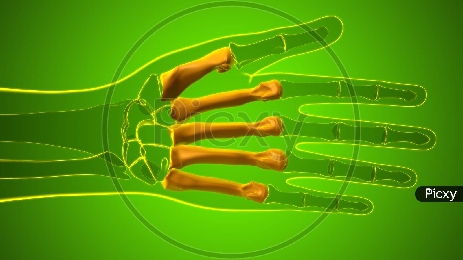 Image Of Human Skeleton Hand Phalanges Bone Anatomy For Medical Concept By812866 Picxy