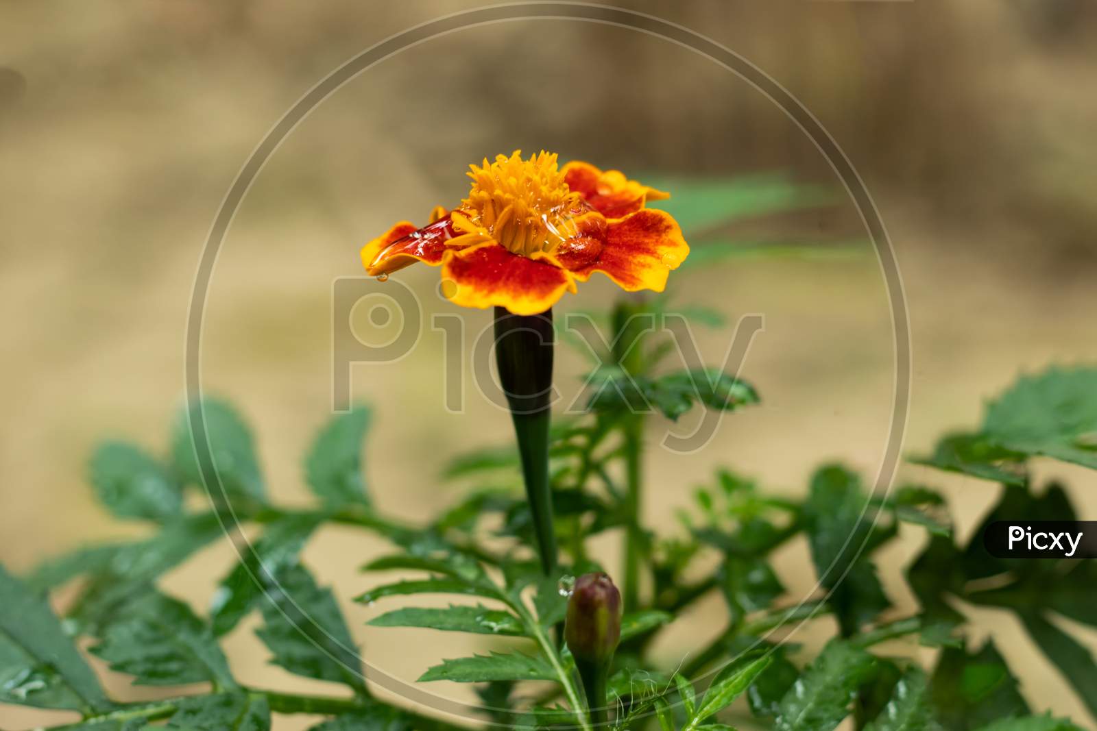 Best Orange-Yellow Or Multicolor Marigold Flower Plant