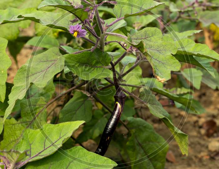 Eggplant Or Brinjal Or Solanum Melongena Vegetables