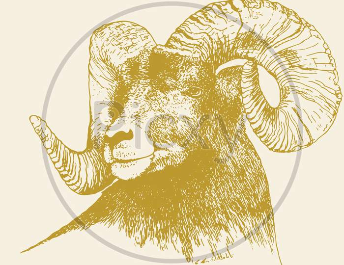 Sketch of Indian Big Horn Sheep or Goat Outline Editable Illustration