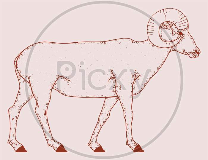 Sketch of Indian Big Horn Sheep or Goat Outline Editable Illustration