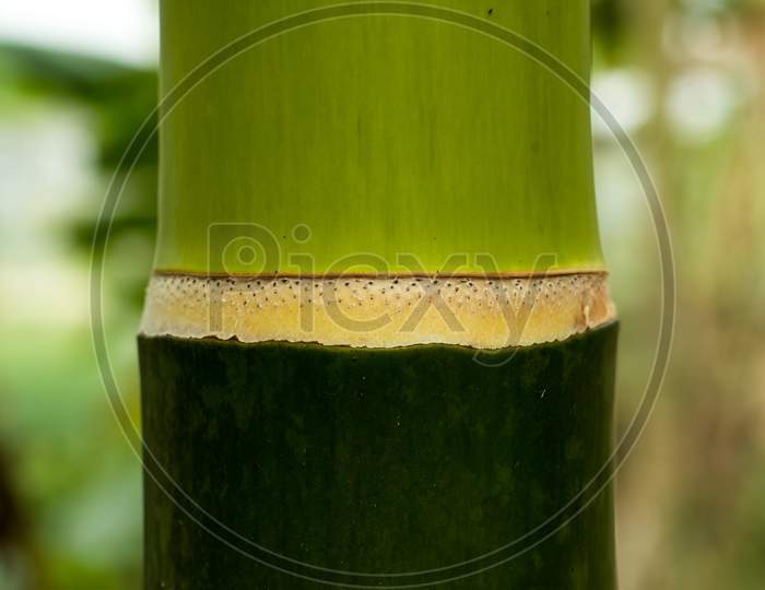 Betel Nut Or Areca Nut Tree Skin That Is Commonly Referred
