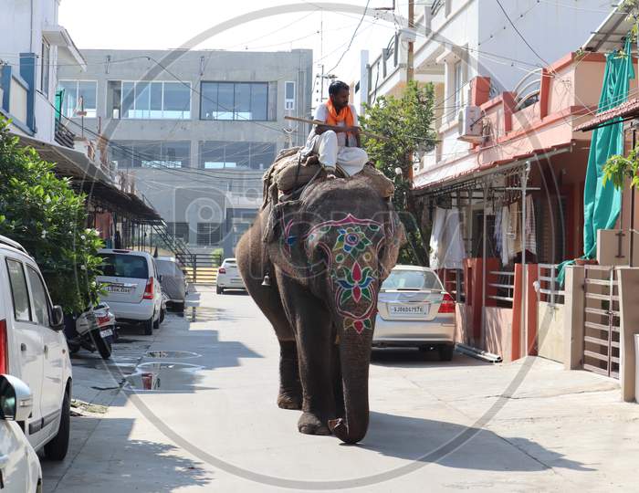 elephant roaming in indian street