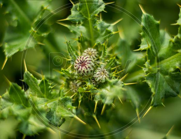 The White-Spotted Thistle Or Creeping Thistle Or Cirsium Arvense