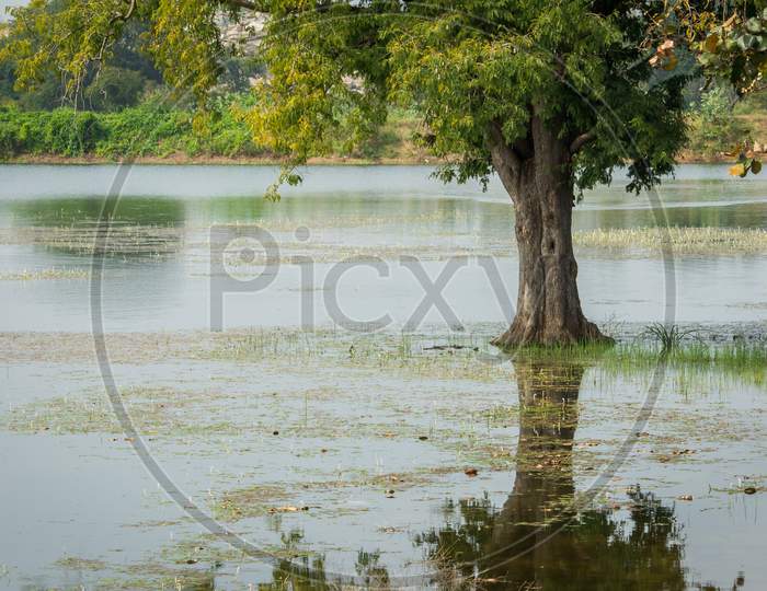Beautiful View Of A Tree And Its Reflection In Wetland, Karnataka, India. Swamp Area In Reserve Forest