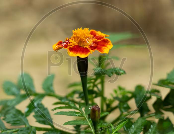 Best Orange-Yellow Or Multicolor Marigold Flower Plant