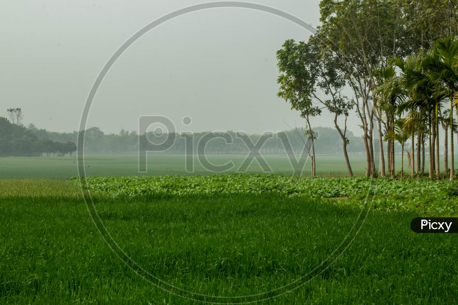 Crop Field And Foggy Weather In The Village Surrounded By Large Trees