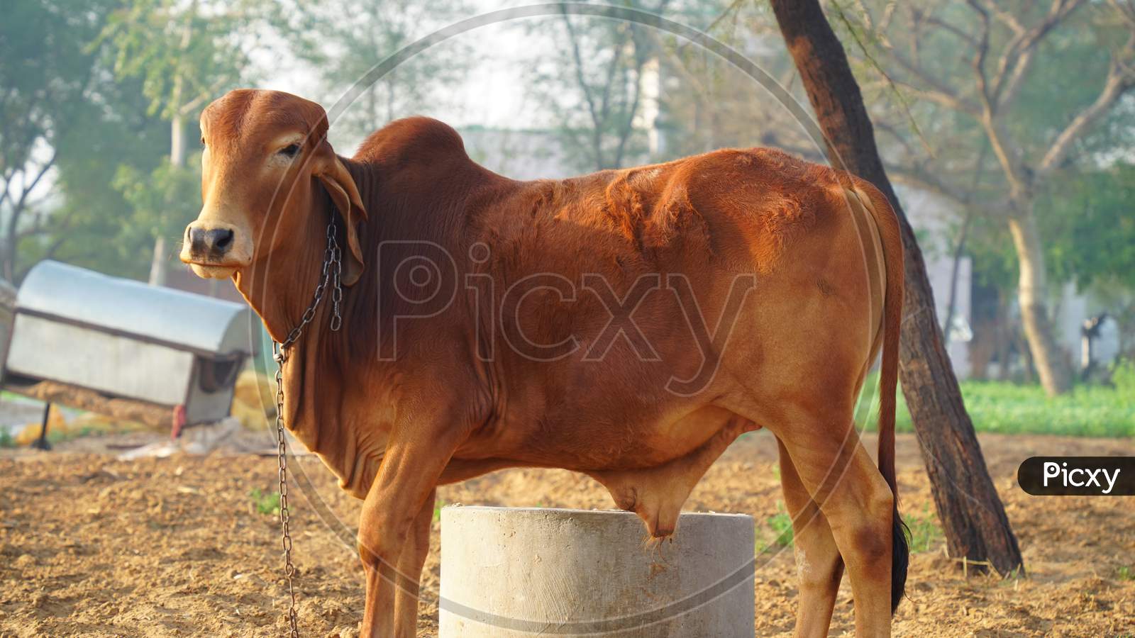 Side View Shot Of Brown Indian Bull Shaking Sunlight In Cold Winter Season. Gir Bull With Curious Eyesight Against Camera.