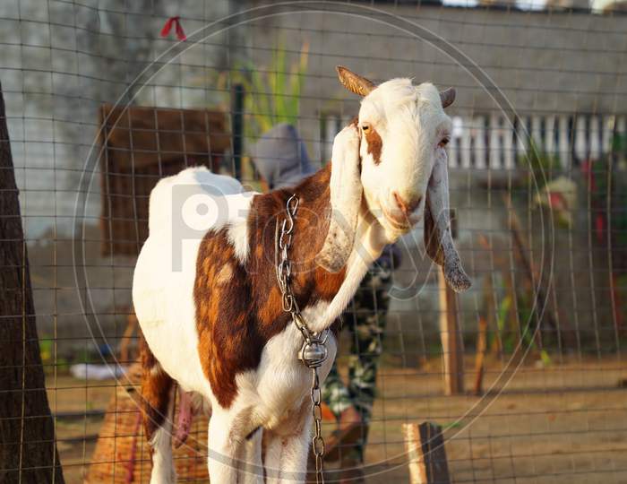 Beetal Goat Species Closeup. Domestic Capra In Known For More Milk Quantity In India.