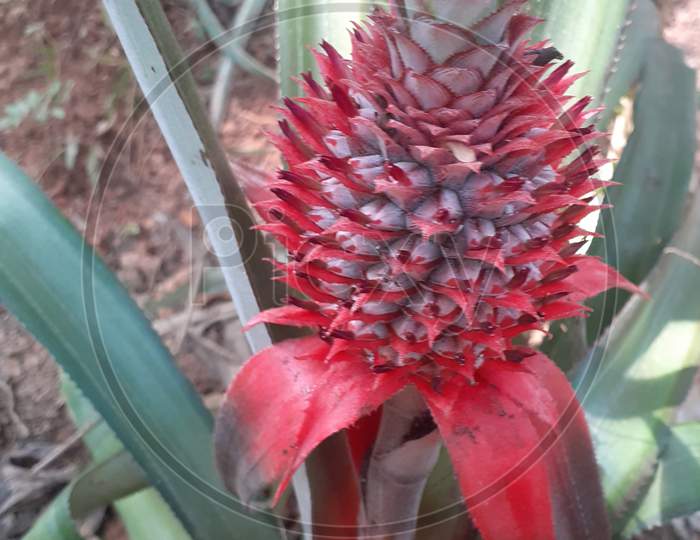 The pineapple in growing stage