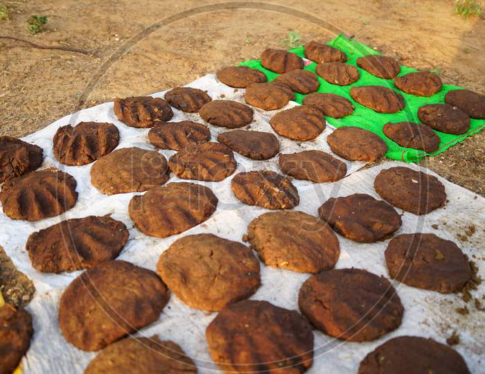 Cow Dung Cake Holding In Sunlight For Dryness. Organic Sacred Cow Dung Cake For Religious Festival Like Holi Etc.