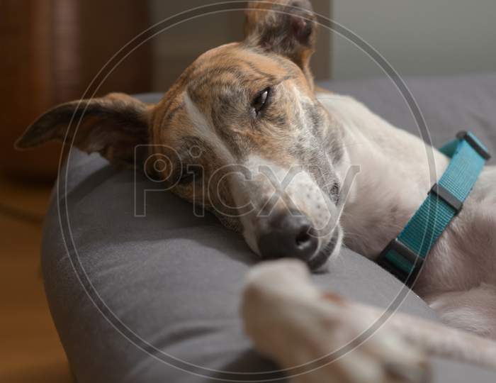 A Greyhound Pet Rescue Dog Slowly Closes Her Eyes As She Sleeps