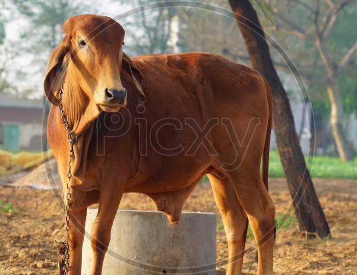 Indian Brown Bull Resting In The Field. Bull Or Cows Are Considered Sacred In India And Beef Is Not Eaten.
