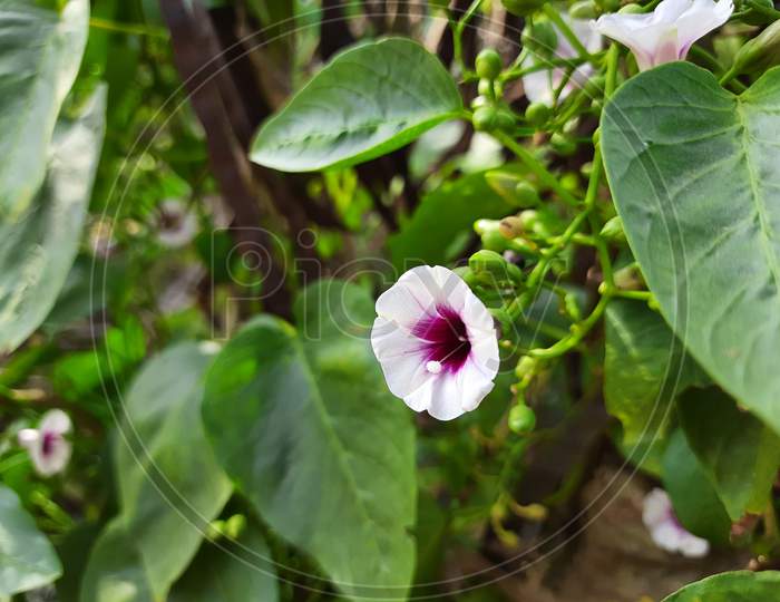 Beautiful white and Pink color morning glory flowers creeper plant in a nature background