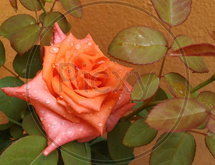 Beautiful Orange Color Rose Flower And Plant In A House Garden At Bangalore