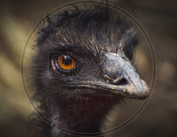 ostrich bird photography